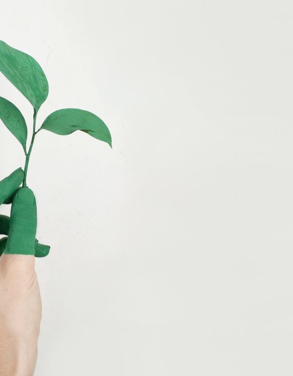 Person's Left Hand Holding Green Leaf Plant